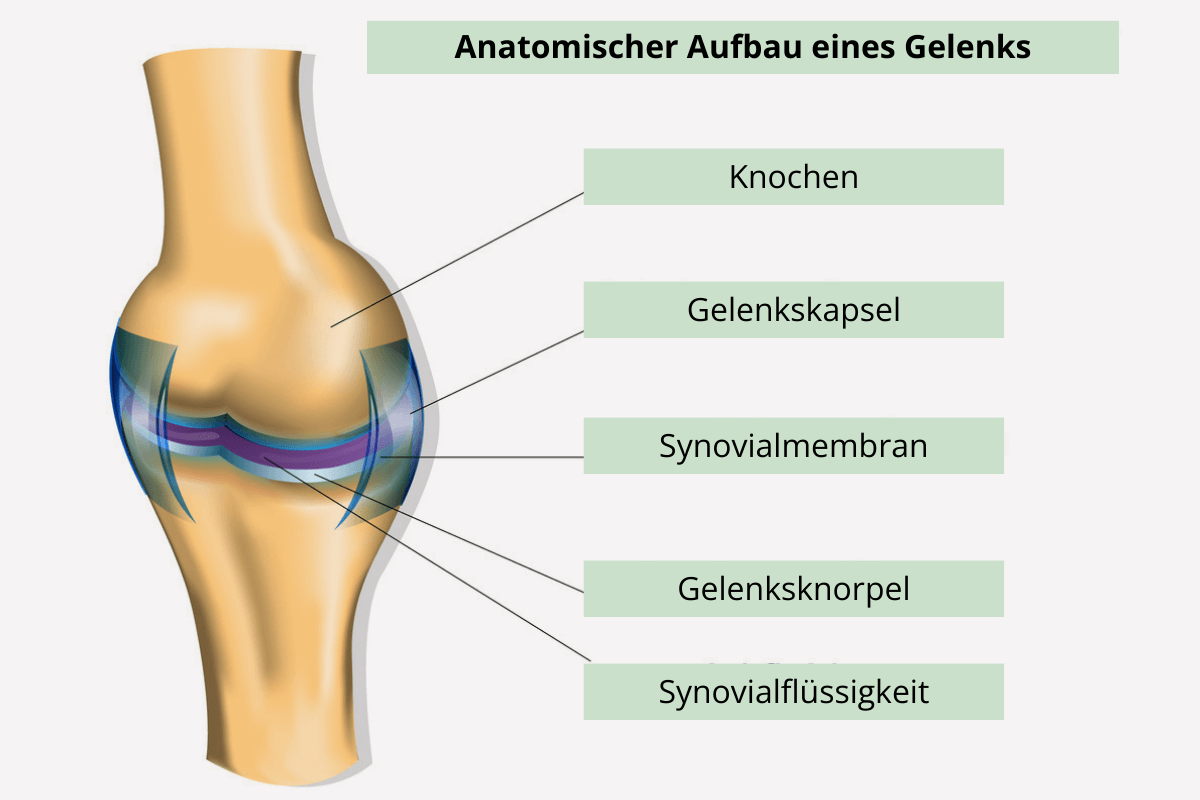 Ein gezeichnetes Kniegelenk mit den einzelne anatomischen Bezeichnungen, wie ein Gelenk aufgebaut ist