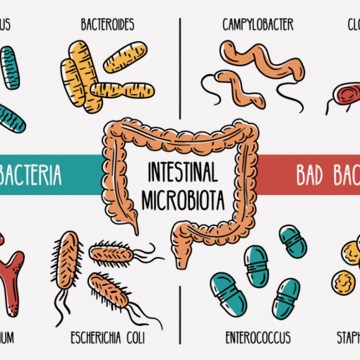 Das Darmmikrobiom besitzt Stämme mit guten Bakterien und Stämme mit weniger guten Bakterien. Diese beeinflussen sich gegenseitig und halten die Gesundheit aufrecht.