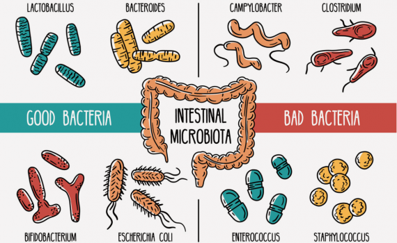 Das Darmmikrobiom besitzt Stämme mit guten Bakterien und Stämme mit weniger guten Bakterien. Diese beeinflussen sich gegenseitig und halten die Gesundheit aufrecht.